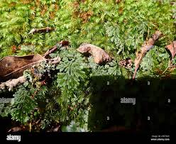 Image result for Hymenophyllum triangulare