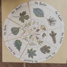 Sachunterricht Baume Des Waldes Diesen Legekreis Zum Thema Baume Habe Ich Kurzlich Mit Meiner Klasse Genutzt Wir Wald Grundschule Waldschule Naturkunde