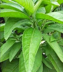 Manfaat Daun Sembung Untuk Kesehatan Dan Cara Mengolahnya Daun Herbal Tanaman