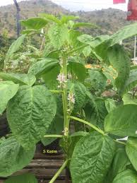 Image result for Cyamopsis