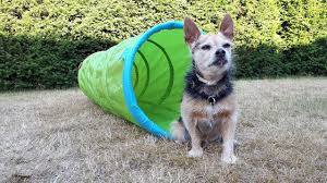 Dabei ist die hundehütte für mittelgroße. Diy Agility Hurden Selber Bauen Hunde Hurden Selber Machen Hurden Bauen Youtube