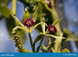 Image result for Vanilla imperialis