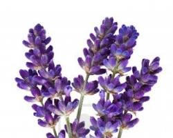 Image de Fleur de lavande