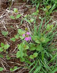 Image result for Commicarpus