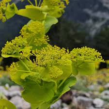 Image result for Ageratina vernalis