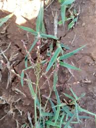 Image result for Digitaria abyssinica