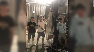 Catching monsters will premiere in the u.s. Teen Fishermen Reel In 700 Pound Bluefin Tuna After A Seven Hour Fight Cnn
