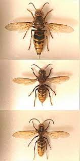 Migliaia di nuove immagini di alta qualità aggiunte ogni giorno. European Hornet Wikipedia