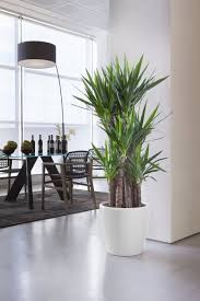 Non bisogna dimenticare, infatti, che anche i vegetali sono esseri viventi che necessitano di luce, aria e cura. Arredare Con Le Piante 3 Consigli Di Design Corso Arredo