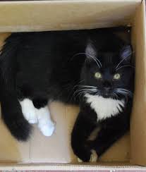 Black And White Tuxedo Cat Long Hair Tiny Rescue Runt Finds His Way Into Loving Home Love Meow Cat Having Kittens Pretty Cats Cats Meow