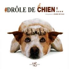 The best gifs are on giphy. Drole De Chien Cartonne Araldo De Luca Helene Tordo Achat Livre Fnac