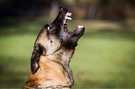 First, i have personal experience with caring for a diabetic dog. Can The Court Order Your Dog Be Put Down Anthony Carbone Jersey City Personal Injury Attorney