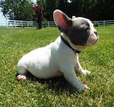 The term bulldog commonly refers to the english bulldog, but can also refer to the american bulldog, french bulldog, or now extinct old english bulldog. Home Czar S Frenchies Czar S Frenchies