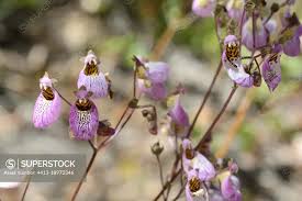 Image result for Calceolariaceae