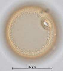 Image result for Sporobolus pyramidalis