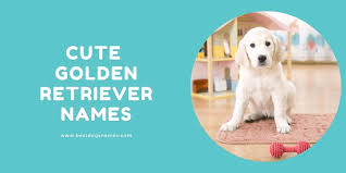 500 Most Popular Golden Retriever Names List In 2021