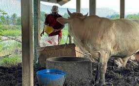 We did not find results for: Lembu Korban Archives Utusan Timur