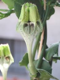 Image result for Ceropegia monteiroae