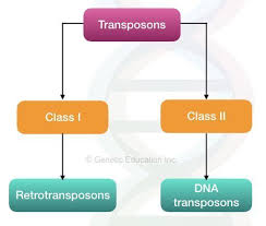 Class1 And Class 2 Transposons Human Genome Gene Expression Rna Polymerase