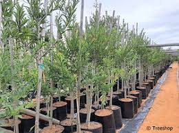 Image result for Ilex mitis