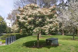 Image result for Eriobotrya