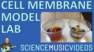 That is, the endless and random movement of molecules. Cell Membrane Model Virtual Lab Sciencemusicvideos