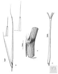 Image result for Aristida recta