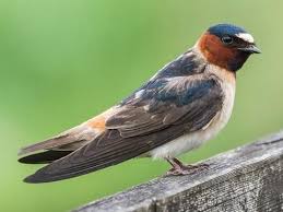 Birds That Make Mud Nests Under Bridges Cliff Swallow Adult Nature Birds Bird Life List Animals Wild