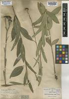 Image result for Aspilia rudis