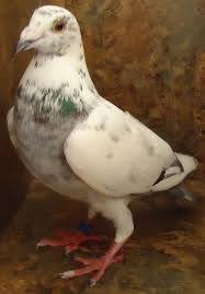 Birds For Sale In Ohio Kc Kennels Racing Pigeons For Sale Homing Pigeons Pigeons For Sale