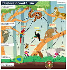 The Tropical Rainforest Food Chain: Who Eats Who?