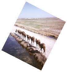 The camel is of a more robust and compact breed than the tall beast used in india, and is more carefully tended. Camel Encyclopaedia Iranica