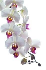 They are long lasting, open quickly, do not fade, and do not bruise or spot easily. What To Do With Orchids After Blooming 3 Easy Options