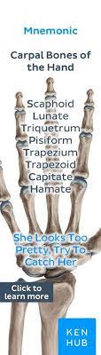 Carpal Bones Medical Anatomy Human Anatomy And Physiology Medical Knowledge