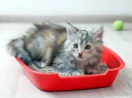 Can You Put Baking Soda In Cat Litter? Experts Explain · Kinship
