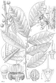 Image result for Rhaptopetalum roseum