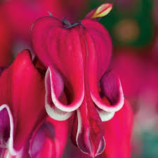 Eximia (and it is patented, by akira shiozaki). Burning Hearts Dicentra Premium Dutch Flower Bulbs