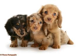 Long Haired Miniature Dachshund Puppies Dachshund Puppy Miniature Dapple Dachshund Puppy Dapple Dachshund