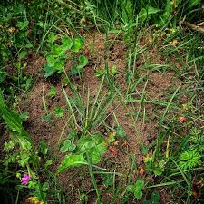 Heute Entdeckt Mein Ameisenhaufen Wachst Es Liegt In Einem Teil Des Gartens In Dem Es Nicht Stort Mal Sehen Wie Sich Da Gartenarbeit Naturgarten Garten