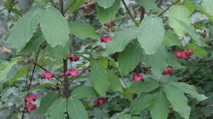 Image result for Celastraceae