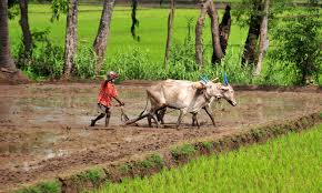 Image result for snow in paddy