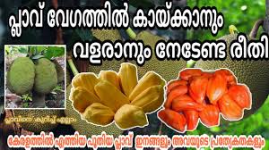 It is sold in chaat shops and kiosks; New Varieties Of Jackfruit Tree How To Plant Jack Tree Fruit Plants Malayalam Youtube