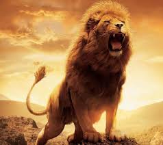 You can also upload and share your favorite lion 4k wallpapers. Lions Wallpapers Wallpaper Cave