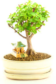 Jade plants adapt well to the warm, dry conditions found in most homes. Beautiful Miniature Jade Tree Bonsai Perfect For Beginners For Sale Uk