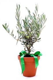 Olive Trees For Sale Online Choose Your Olive Tree Plant Now Trees To Plant Olive Trees For Sale Olive Tree