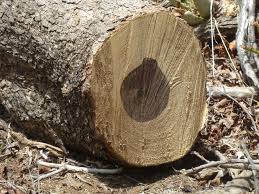 Image result for Combretum apiculatum