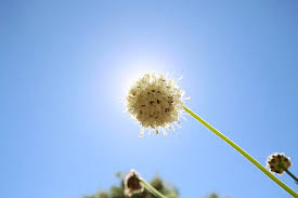 Image result for Scabiosa drakensbergensis