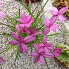 Image result for Hereroa glenensis