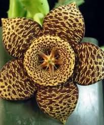 Image result for Hoodia currorii