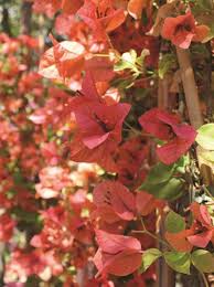 The colors that attract us are the bracts—modified leaves—like poinsettias. Bougainvillea Terracotta Drillingsblume Bougainvillea Gunstig Kaufen